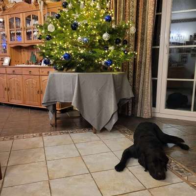 aktuelles Foto Gruppe Labrador