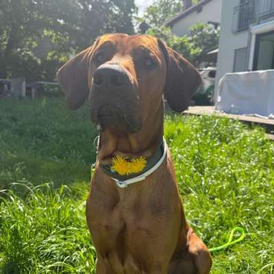 Hundetreffen-Hundebegegnungen-Bild