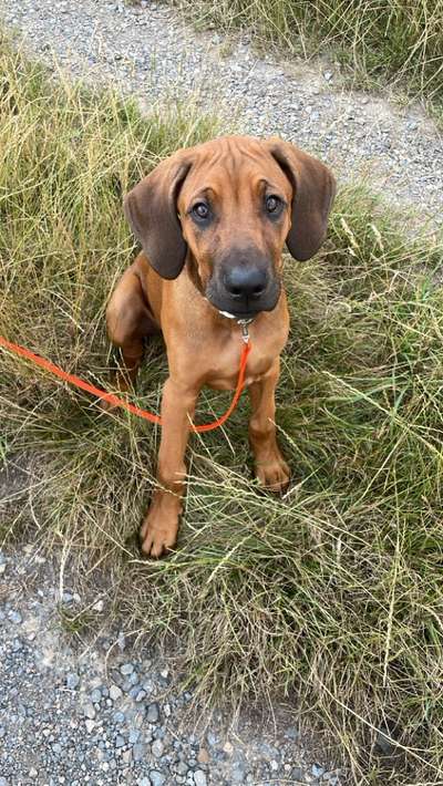Hundetreffen-Welpentreffen-Bild