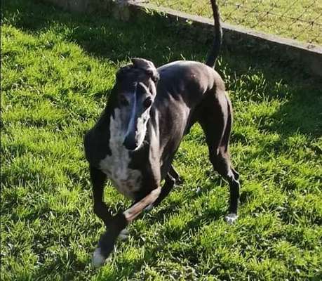 Fotochallenge 66 ~ Rennaction -Zeig deinen Hund im Lauf-Beitrag-Bild