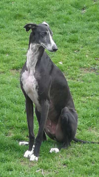 Hund aus dem Spanischen Tierschutz-Beitrag-Bild