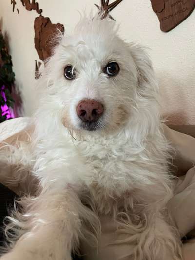 Auslandstierschutz-Beitrag-Bild