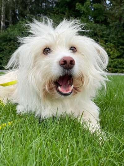 Tongue Out Tuesday-Beitrag-Bild