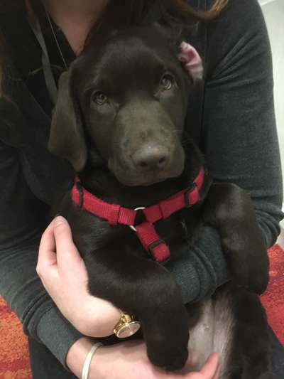 Labradorfans-Beitrag-Bild