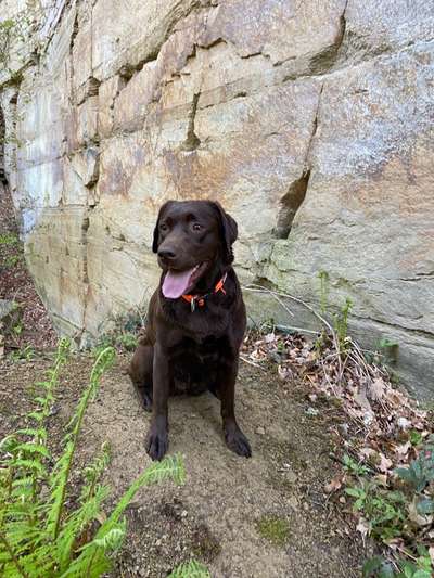 Labradorfans-Beitrag-Bild