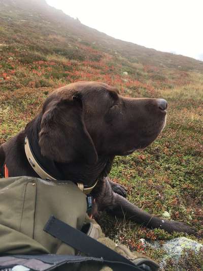 Labradorfans-Beitrag-Bild