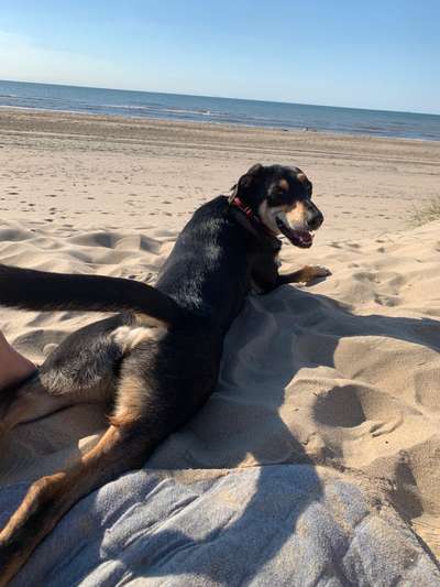 Fotosammlung: ,,Der natürliche Hund" Unbearbeitet, ungestellt und in Natura-Beitrag-Bild