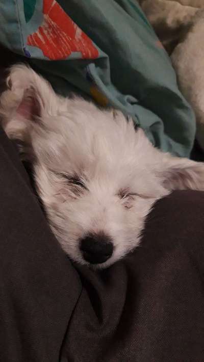 Welpen Bilder !-Beitrag-Bild