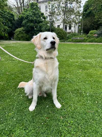 Hundetreffen-Spieldate mit aufgewecktem Junghund-Bild