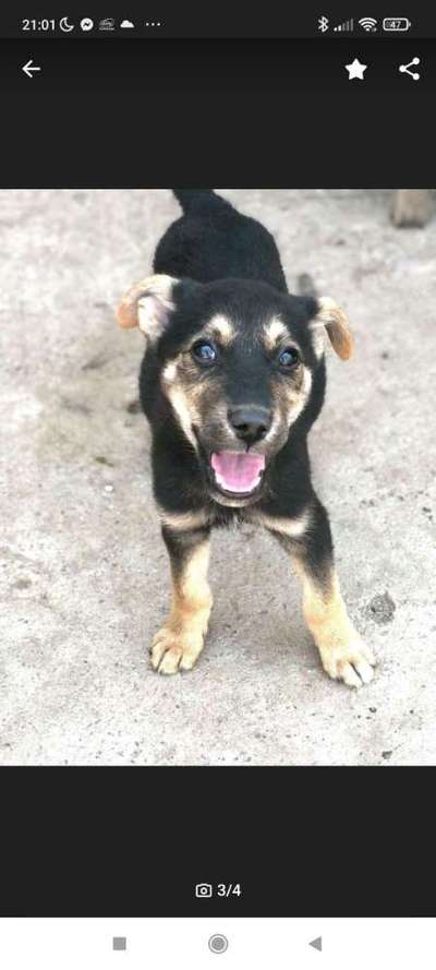 Hunde aus dem Tierschutz: Bulgarien-Beitrag-Bild