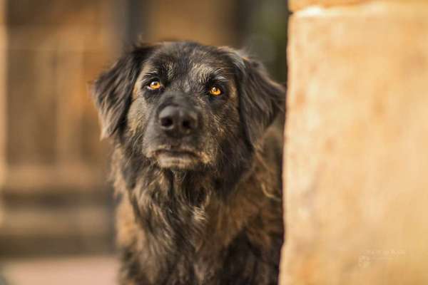 Der berühmte hundeblick-Beitrag-Bild