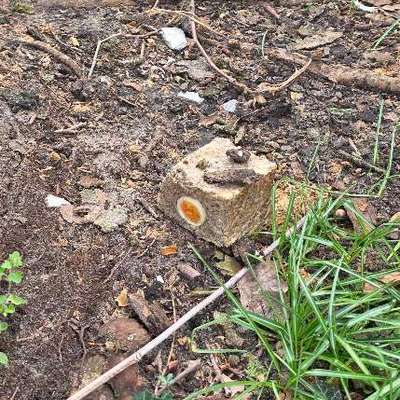 Giftköder-Evtl. GIFTKÖDER-Bild