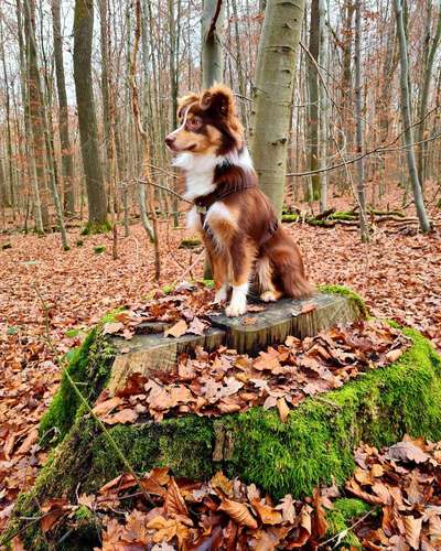 Fotowettbewerb Natur-Beitrag-Bild