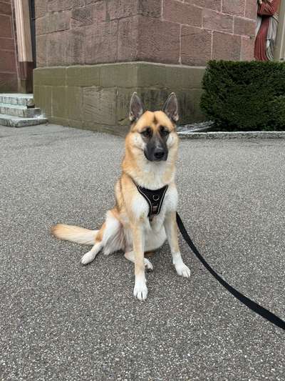 Hundetreffen-Freunde finden-Bild