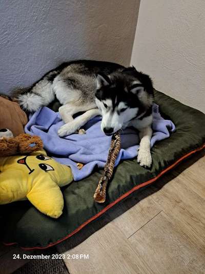 Hundetreffen-Husky Treffen-Bild