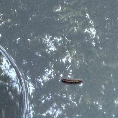 Giftköder-Eichenprozessionsspinner-Bild