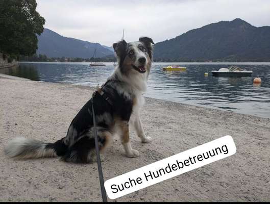 Hundetreffen-Spielpartner & Betreuung-Bild