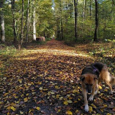 Hundetreffen-Waldspaziergänge-Bild