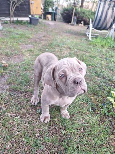 Hundetreffen-Welpentreffen Schmalkalden-Bild