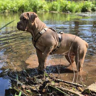 Hundetreffen-Welpentreffen Schmalkalden-Bild