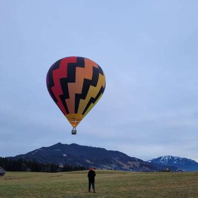 Hundetreffen-Jung / ausgewachsene Hunde treff zum Gassi gehen