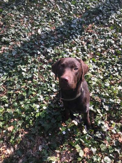 Hundetreffen-Spaziergang & Spaß-Bild