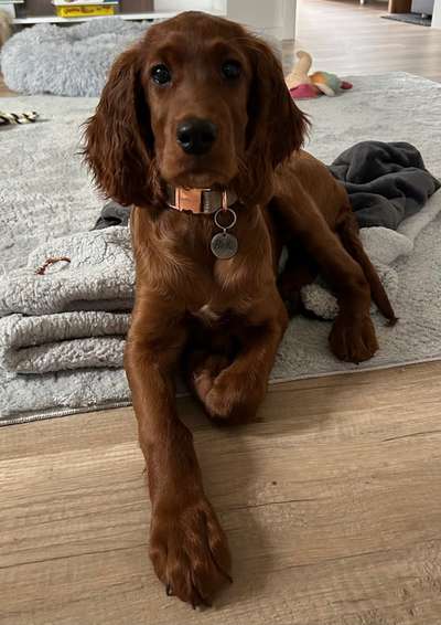 Hundebilder-Beitrag-Bild