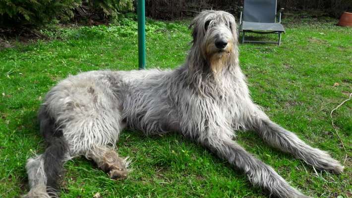 Windhunde - Treffen der besonderen Schönheiten
HERZLICH WILLKOMMEN-Beitrag-Bild