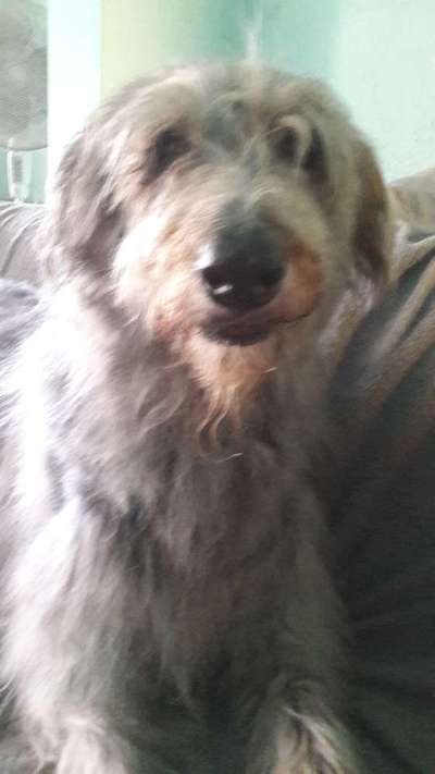 Dogorama Photo Challenge - Hundeblick zum hinschmelzen-Beitrag-Bild