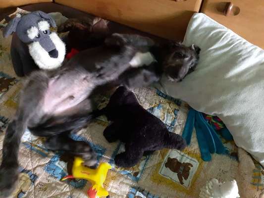 Postet das beste Foto von euren 4 beinern-Beitrag-Bild