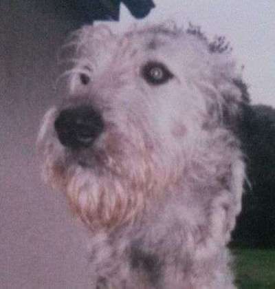 Irische Wolfshunde Hilfe-Tipps-Tricks-Beitrag-Bild