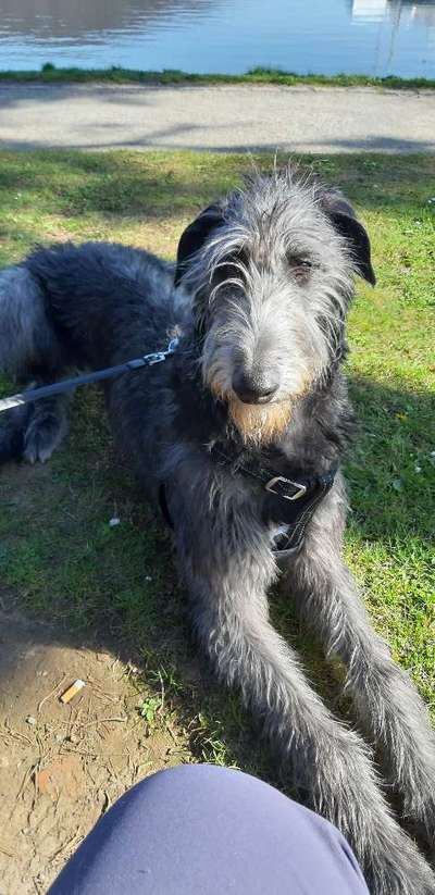 Wo habt ihr eure Hunde her ?-Beitrag-Bild