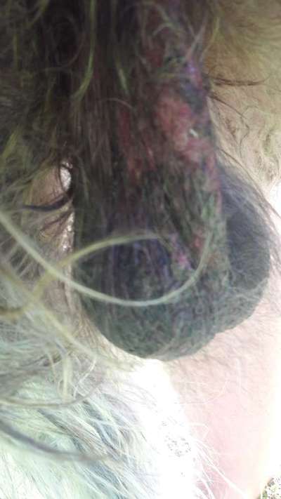 Lecken an den Hoden-Beitrag-Bild