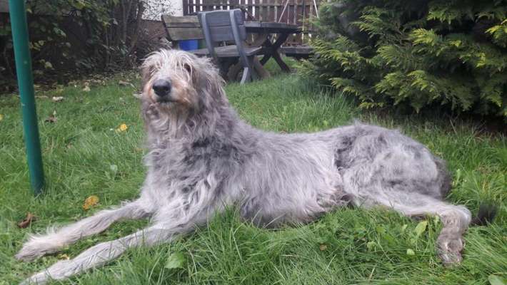 euer ältester Hund ?-Beitrag-Bild