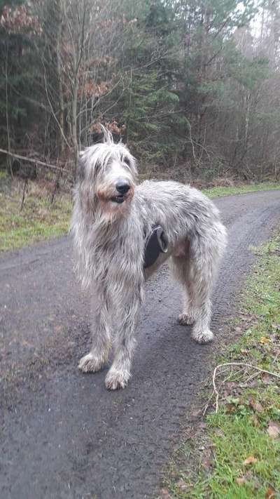 Größe eurer Windhunde-Beitrag-Bild