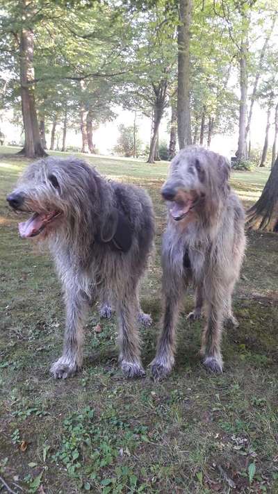 Zeigt her eure Kolosse!-Beitrag-Bild