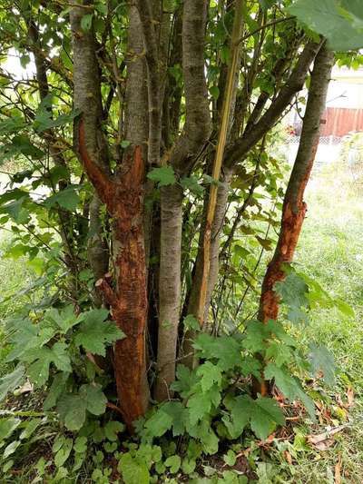 Zeig mir, dass du mit einem hund zusammenlebst....-Beitrag-Bild