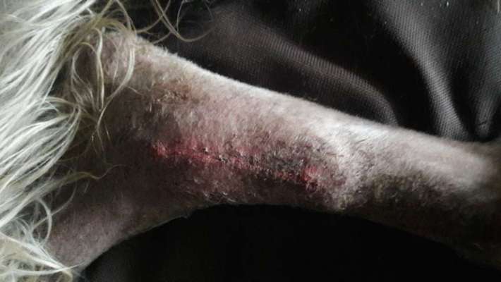 Knochenriss-/Bruch-Beitrag-Bild