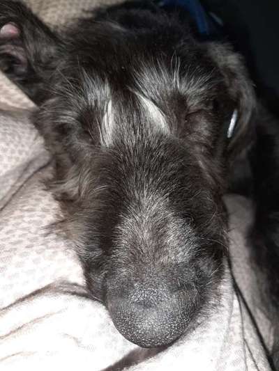 Zeigt mir die tollste Nahaufnahme von eurer Fellnase-Beitrag-Bild