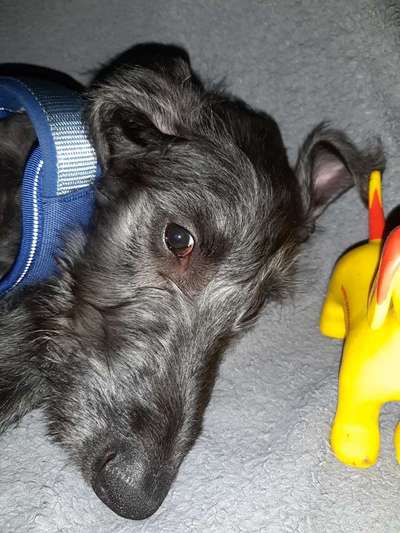 Dogorama Photo Challenge - Hundeblick zum hinschmelzen-Beitrag-Bild