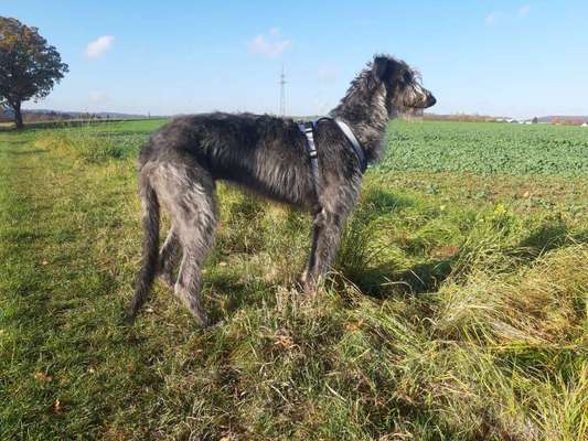 Wintermantel für einen Windhund ja oder nein ?-Beitrag-Bild