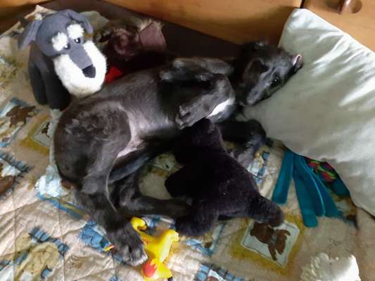 Welpen Bilder !-Beitrag-Bild