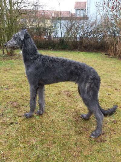 Windhunde - Treffen der besonderen Schönheiten
HERZLICH WILLKOMMEN-Beitrag-Bild