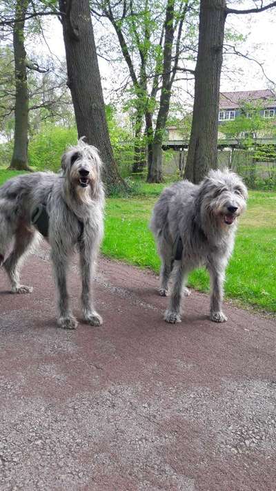 Windhunde - Treffen der besonderen Schönheiten
HERZLICH WILLKOMMEN-Beitrag-Bild