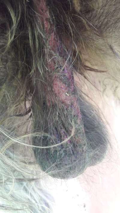 Lecken an den Hoden-Beitrag-Bild