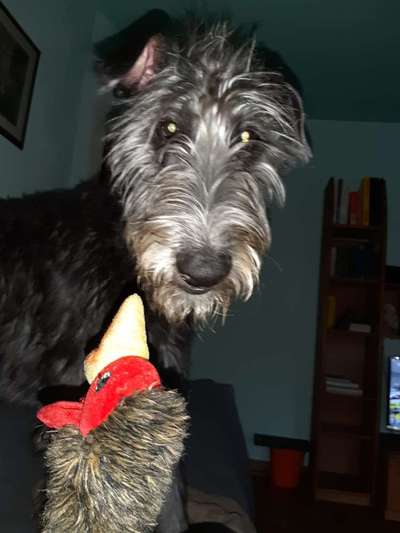 Dogorama Photo Challenge - Hundeblick zum hinschmelzen-Beitrag-Bild