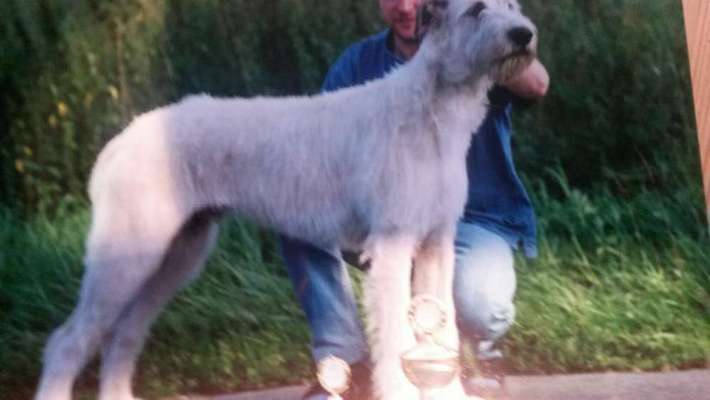 Windhunde - Treffen der besonderen Schönheiten
HERZLICH WILLKOMMEN-Beitrag-Bild