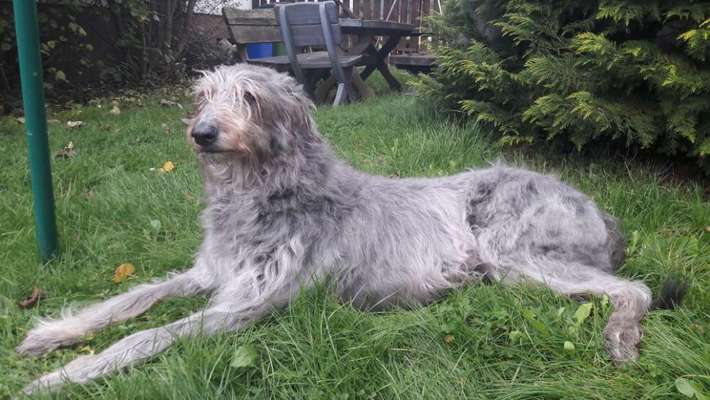 Fotochallenge Nr. 56 - geliebte Senioren-Beitrag-Bild