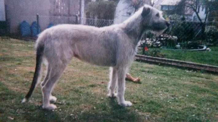 Irische Wolfshunde Hilfe-Tipps-Tricks-Beitrag-Bild