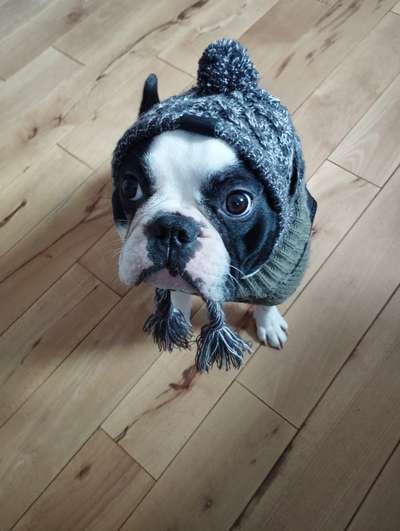 Französische Bulldoggen-Beitrag-Bild